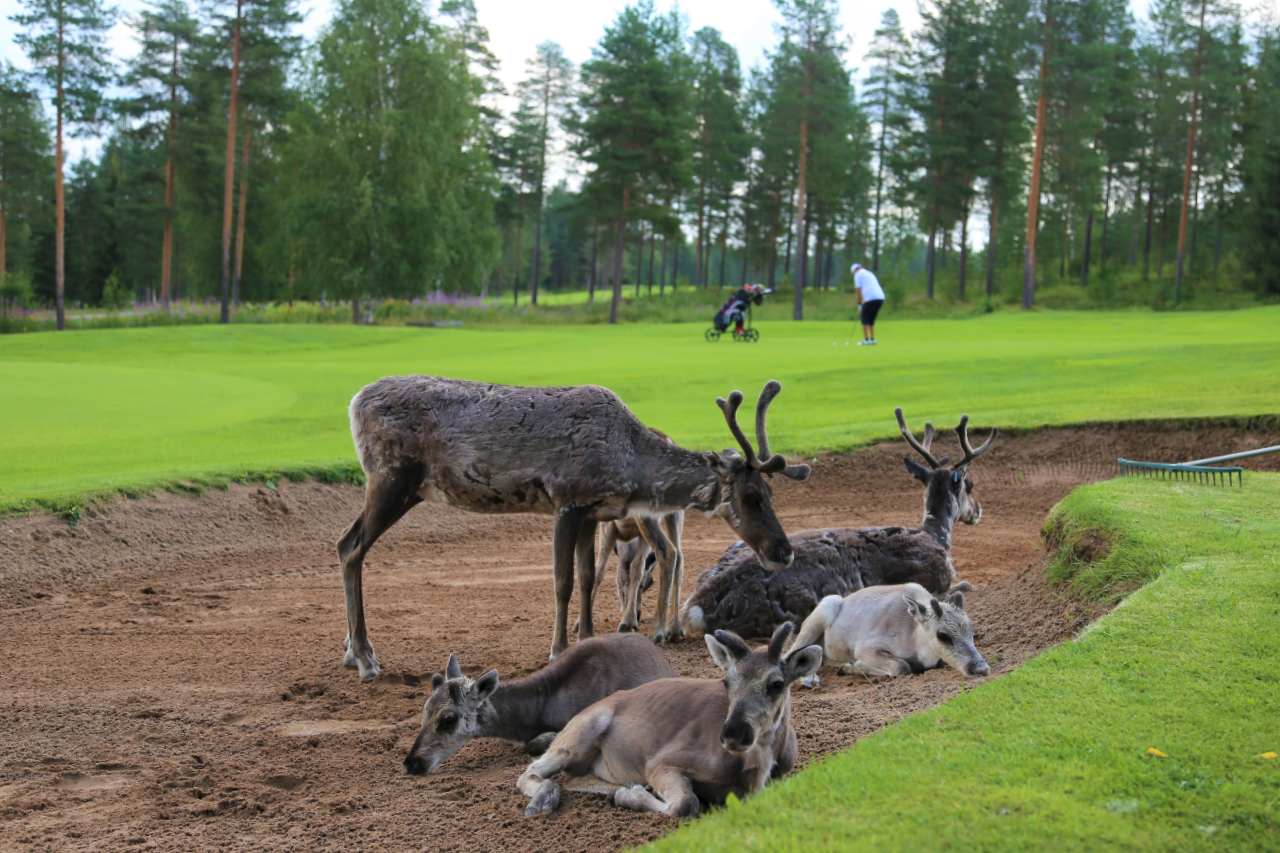 Santa Claus Golf