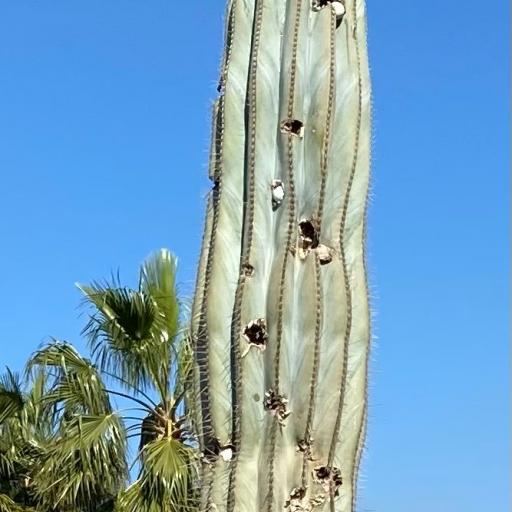 Kaktusparka