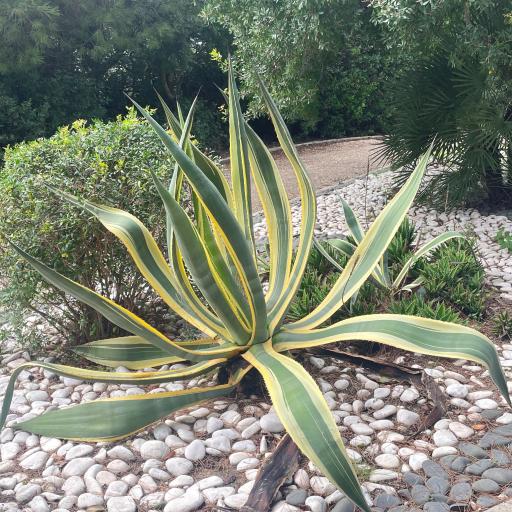 Komea aaloe 