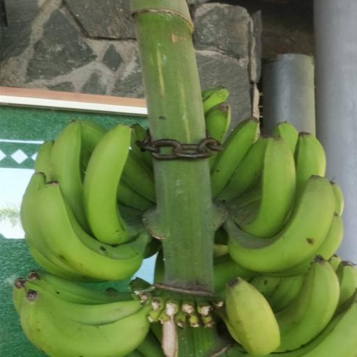  Banaaneja sai evääksi klubilla olevasta tertusta