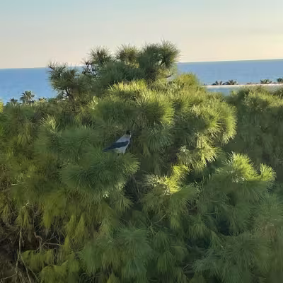 Birdie puussa